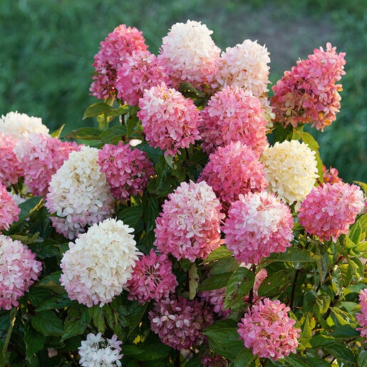 Hydrangea Paniculata Color Choice Zinfin Doll Panicle